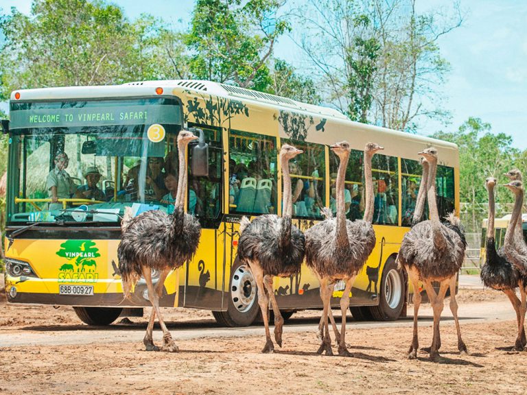 3 vườn thú safari ở Việt Nam Tận mắt chiêm ngưỡng thế giới hoang dã với  giá cực phải chăng phù hợp với các gia đình có con nhỏ