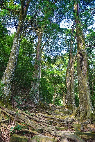 Đường Tùng, đoạn đường chừng 200m dày đặc những cây tùng cao vút có tuổi thọ 700 năm, tán lá trùm mát rượi.