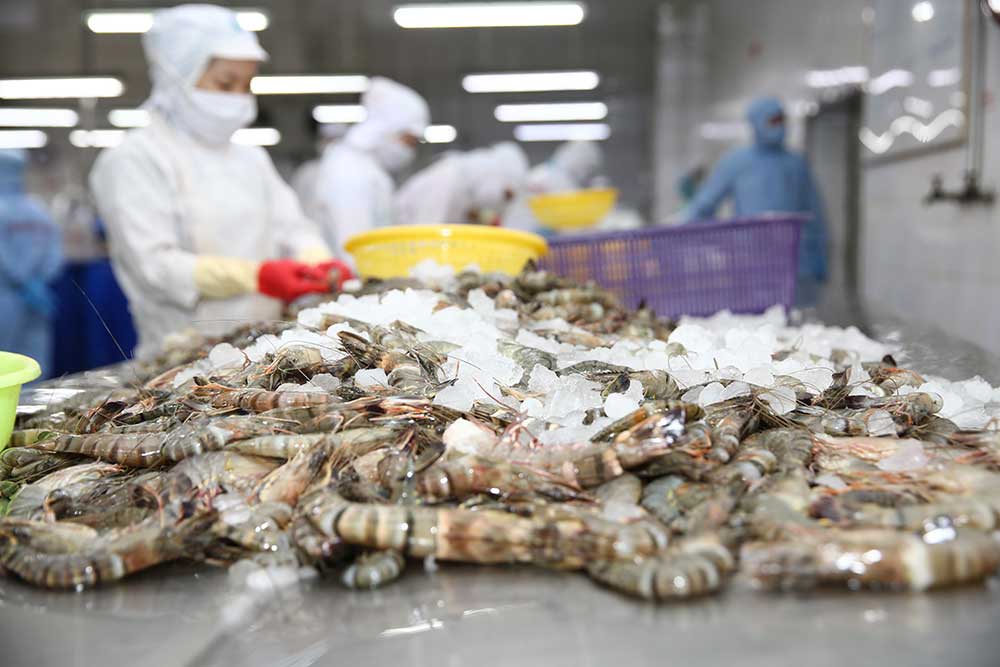 Xuất khẩu Thuỷ Sản Minh Phú đi đầu ngành nuôi tôm MPC