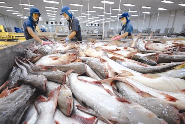 VASEP: Giá trị xuất khẩu cá tra cả năm sẽ giảm khoảng 15% so với năm trước