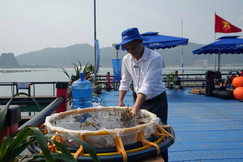 Rong sụn được nuôi xen với hàu, giúp môi trường biển sạch hơn. Ảnh Tiến Dũng