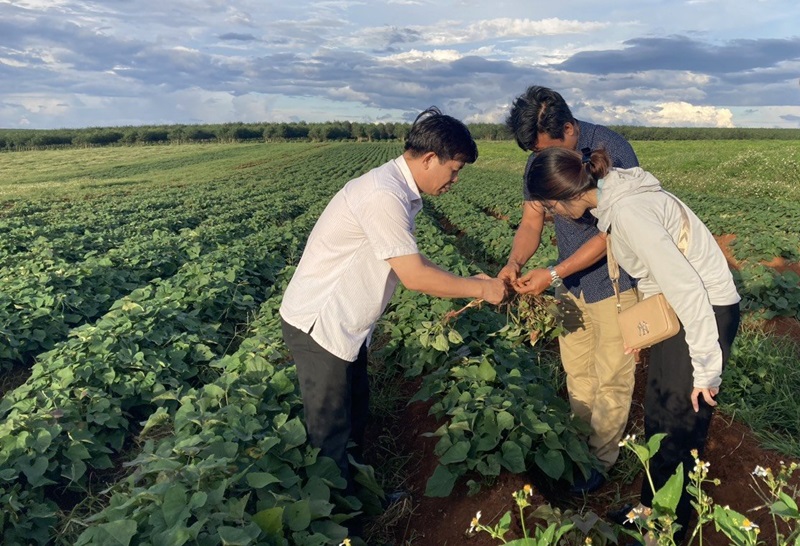 vùng trồng khoai lang của Dự Án Khu Nông Nghiệp Công Nghệ Cao Chư Sê của Công ty Việt Phúc. Ảnh: Việt Phúc.