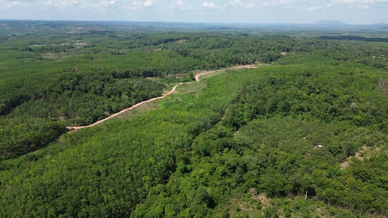 Tỉnh Gia Lai c&oacute; nhiều diện t&iacute;ch c&acirc;y cao su c&ograve;i cọc, k&eacute;m ph&aacute;t triển đang chờ được chuyển đổi. Ảnh: T.T