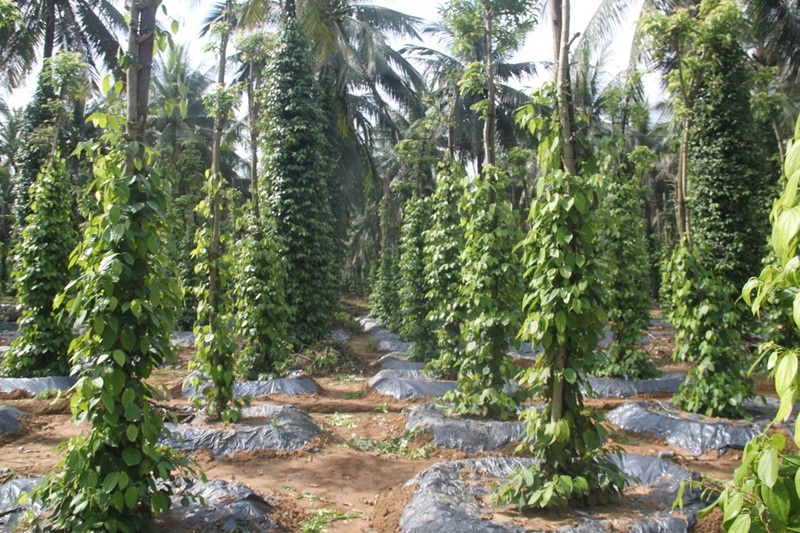 Hồ ti&ecirc;u l&agrave; một trong những c&acirc;y trồng chủ lực của tỉnh Gia Lai.