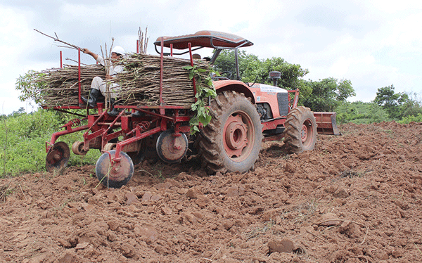 Một hình thức trồng sắn thương mại sử dụng công nghệ cao giữa mô hình kết hợp của Tổng công ty Thương mại Quảng Trị với nông dân, đem lại nguồn thu cao