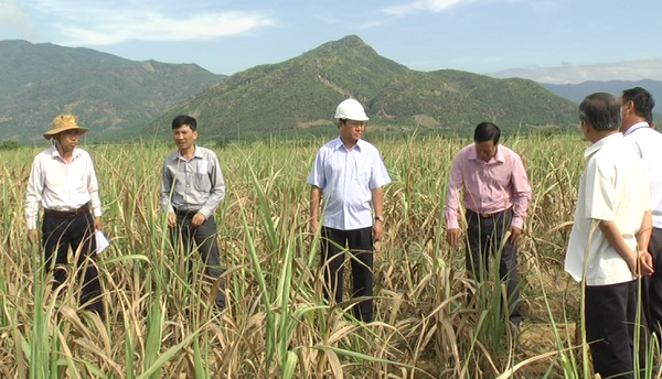Lãnh đạo UBND tỉnh Ninh Thuận kiểm tra cánh đồng trồng mía ở xã Quảng Sơn, huyện Ninh Sơn