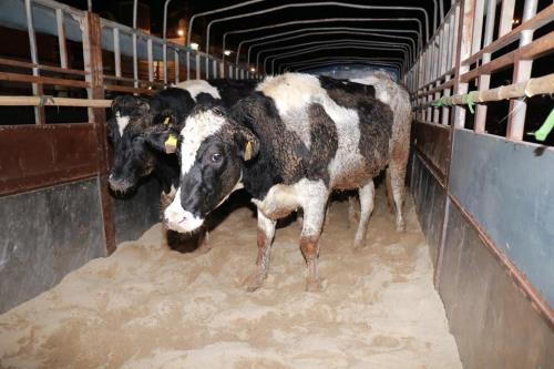 1.800 còn bò sữa cao sản vừa được Tập đoàn TH nhập về nuôi nhốt tại trang trại TH ở Nghệ An