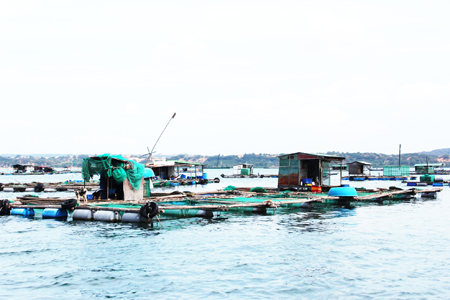 Tình trạng nuôi trồng thủy sản khu vực vịnh Nha Trang đang được xem là khá lộn xộn và ảnh hưởng đến môi trường du lịch của địa phương