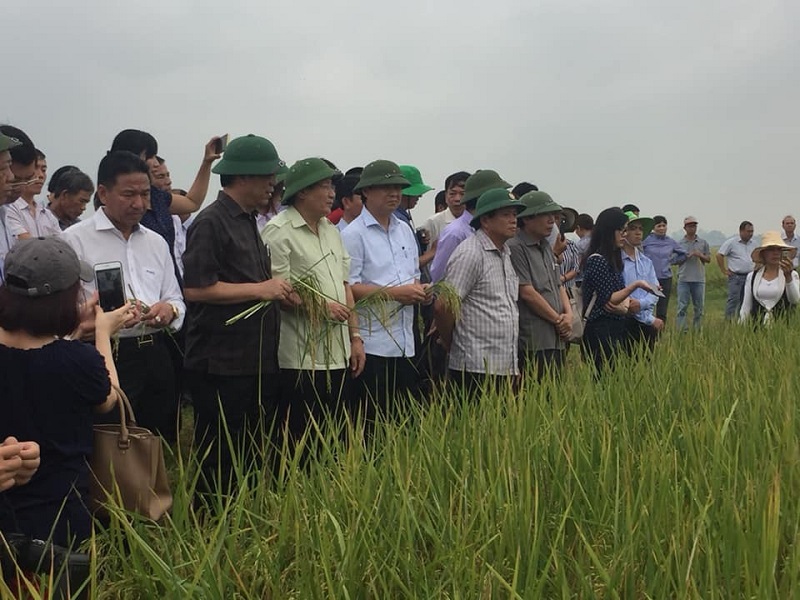 Theo Sở Nông nghiệp và Phát triển Nông thôn Quảng Trị, trong vụ lúa đông xuân năm nay trung bình mỗi hecta lúa sạch ứng dụng công nghệ Ong Biển có năng suất đạt 7-9 tấn/ha.