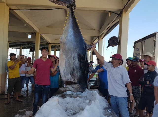 Với nghề đánh bắt cá ngừ đại dương truyền thống, ngư dân Phú Yên đã góp phần giúp địa phương tạo đà tăng trưởng nền kinh tế biển trong lĩnh vực xuất khẩu cá ngừ đại dương