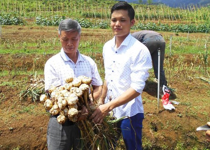 JICA hiện nay phát triển Dự án chuỗi giá trị tỏi ở Kỳ Sơn Nghệ An để tăng thu nhập cho người nông dân, góp phần giảm nghèo