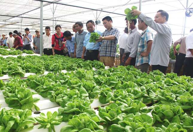 Lãnh đạo Trung tâm Khuyến nông quốc gia và các tỉnh, thành phố tham quan mô hình sản xuất nông nghiệp ứng dụng công nghệ cao ở xã Hòa Ninh