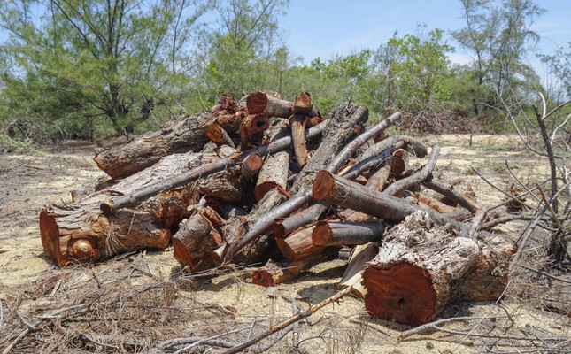Nhiều hecta rừng phi lao phòng hộ bị “cưa nhầm” khi thi công Dự án