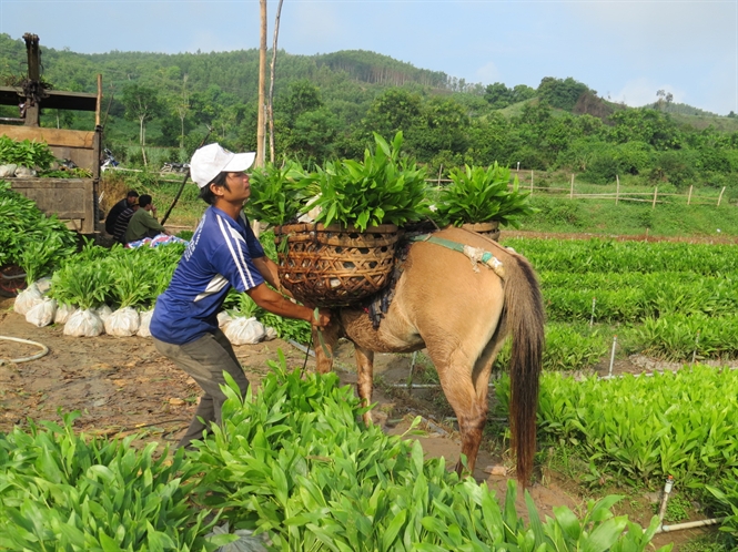 Phú Yên sẽ tập trung nghiên cứu, chọn tạo giống cây trồng rừng có năng suất, giá trị kinh tế cao, sức chống chịu tốt, thích ứng với biến đổi khí hậu