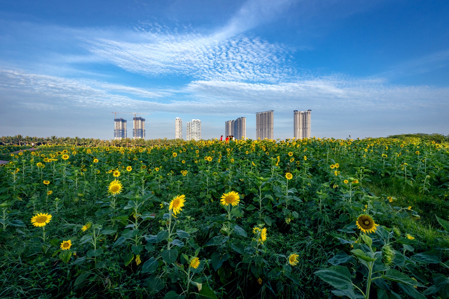 Màu xanh đặc trưng tại KĐT Ecopark