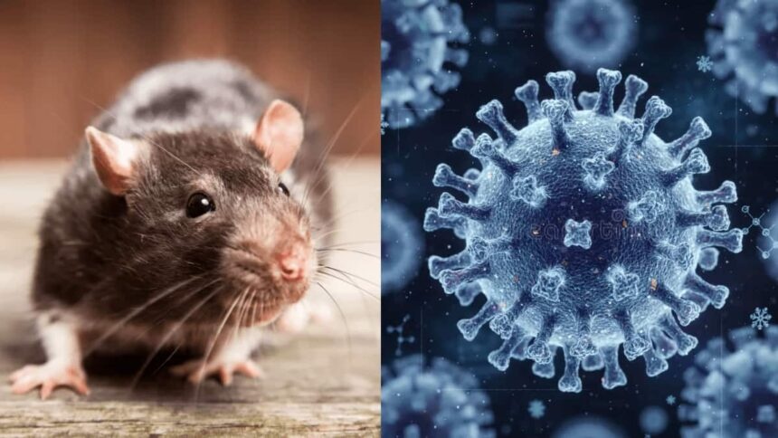 hantavirus-17784719572392037909548-1778479364371-17784793647881457498723.jpg
