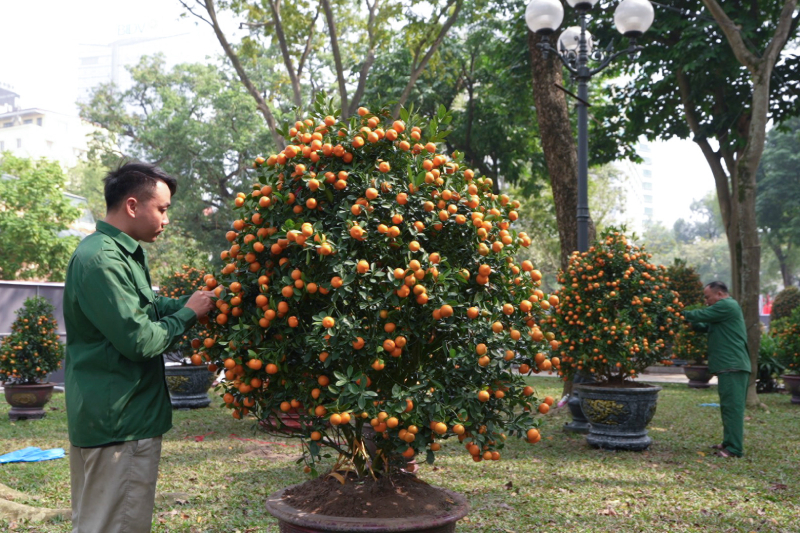 0Công nhân cấp tập thi công, vận chuyển bất kể ngày đêm để tạo cảnh quan cho Đường hoa Lý Thái Tổ (6).jpg