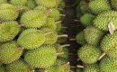 Thủ tướng Chính phủ chỉ đạo thúc đẩy sản xuất và xuất khẩu sầu riêng bền vững