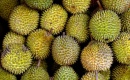 Sầu riêng Việt có thêm “giấy thông hành” vào thị trường lớn nhất thế giới