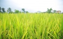 Hà Nội đẩy nhanh thu hoạch lúa xuân, chuẩn bị cho vụ mùa mới