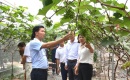 Liên kết vùng trồng, mở lối tiêu thụ cho nông sản Hà Nội