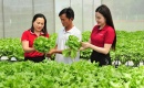Hộ kinh doanh nông nghiệp được vay tối đa 500 triệu đồng không tài sản thế chấp   
