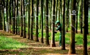 Cao su Tây Ninh báo lãi quý II tăng 172%, hoàn thành 60% kế hoạch năm