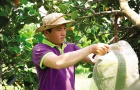 Xuất khẩu rau, quả sang Trung Quốc: Chọn chất lượng để đi đường dài  