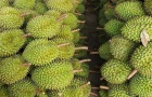 Thủ tướng Chính phủ chỉ đạo thúc đẩy sản xuất và xuất khẩu sầu riêng bền vững