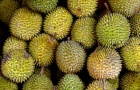 Sầu riêng Việt có thêm “giấy thông hành” vào thị trường lớn nhất thế giới
