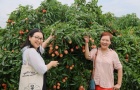 Bắc Giang tiếp tục dẫn đầu cả nước về xuất khẩu vải thiều
