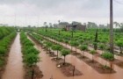Hà Nội: Hàng trăm héc-ta hoa màu thiệt hại sau bão số 5