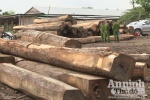 Đắk Lắk: Thu giữ hơn 100 m3 gỗ lậu
