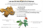 [Infographic] Sâm Ngọc Linh - Loài sâm tốt nhất thế giới chỉ có ở Việt Nam