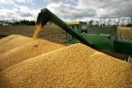 Trung Quốc đặt mua khoảng 600.000 tấn đậu nành từ Mỹ