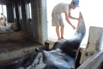 Ngư dân Lý Sơn bắt cá “khủng” nặng gần nửa tấn