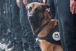Chú chó nghiệp vụ Diesel hy sinh anh dũng khi truy bắt khủng bố Paris