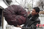 Một người đàn ông tìm thấy nấm linh chi khổng lồ to như cái ô