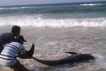 Ngư dân Huế nỗ lực giải cứu cá voi dạt bờ biển