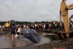 Giải cứu thành công cá voi khổng lồ mắc cạn ở Nghệ An