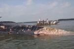 Hình ảnh cá voi nặng khoảng 8 tấn chết dạt vào biển Nghệ An    