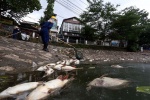 Hà Nội: Khẩn trương xử lý, khắc phục tình trạng cá chết ở hồ Hoàng Cầu 