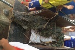 Giữa Hà Nội bắt được cá sấu hơn 70kg