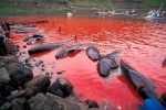 Bờ biển nhuốm máu sau vụ thảm sát cá voi gây phẫn nộ toàn châu Âu