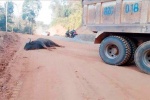 Hy hữu: Bò tót trong Vườn Quốc gia lao vào đầu xe tải
