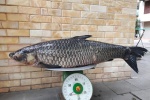 Câu được cá trắm đen hiếm có nặng 41 kg