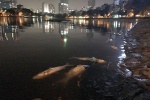 Hà Nội: Cá chết hàng loạt ở hồ Hoàng Cầu do “sốc nhiệt”