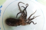 Vụ tử vong do bạch tuộc cắn: Gia đình nạn nhân từ chối xét nghiệm bạch tuộc