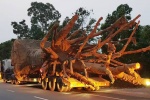 2 cây “quái thú” rời Đắk Lắk với thủ tục chóng vánh