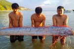 Cá hố rồng dài hơn 3 m dạt vào bờ biển Hà Tĩnh